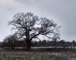 Oak%20at%20Narborough10%20400