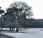 Oak%20at%20Narborough2%20400