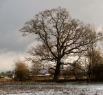 Oak%20at%20Narborough5%20271205%20500
