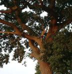 Oak%20deadwood3%20at%20Narborough