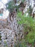 Paxos%20olive%208