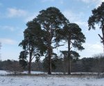 Pines%20at%20Narborough%20500