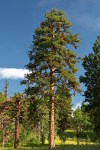 pinus_ponderosa