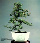 Remy Sansom 6 –&nbsp;Nejikan