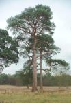 scots_pine_west_acre