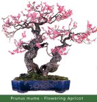 small_Gallery10—Prunus-mu