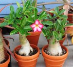 Adenium in Flower&nbsp;2