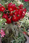 Adenium_obesum01