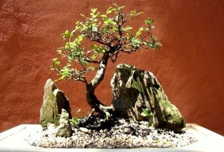 Cópia de 25663_1148759258309_1807434096_293073_4013281_n