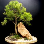 Cópia de DSC01850&nbsp;2