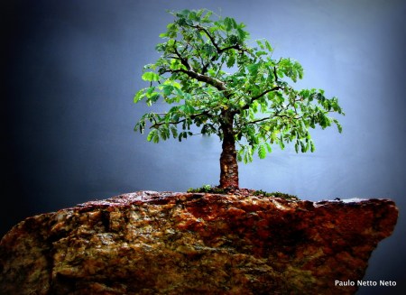 Cópia de DSC01905.1