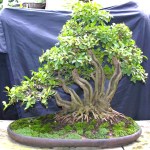 ficus_si5tm_410