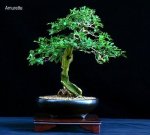 phoca_thumb_l_Amurette