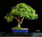 phoca_thumb_l_Azalea