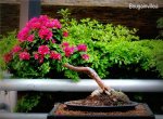 phoca_thumb_l_Bungainvillea pink pixie Trinitaria Inclinado&nbsp;DdP