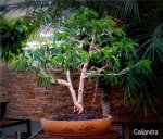 phoca_thumb_l_Calliandra schultzei Cuji de jardin Doble tronco&nbsp;DdP