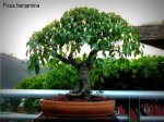 phoca_thumb_l_Ficus benjamina Matapalo Aparaguado&nbsp;RR