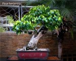 phoca_thumb_l_Ficus benjamina nuda Matapalo Aparaguado&nbsp;JLG