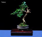 phoca_thumb_l_Yacure I