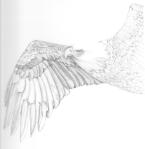 Eagle-Drawing-12232011-Adjusted