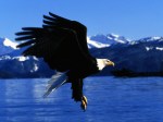 Eagle-Wallpapers