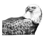 eagle1_fixed-1