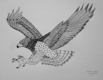 martial eagle illustration