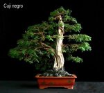 phoca_thumb_l_Cuji Negro