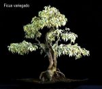 phoca_thumb_l_Ficus Variegado I