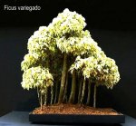 phoca_thumb_l_Ficus variegado