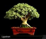 phoca_thumb_l_Ligustrum