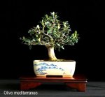 phoca_thumb_l_Olivo Mediterraneo
