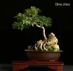 phoca_thumb_l_Olmo Chino II