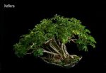 phoca_thumb_l_Schefflera