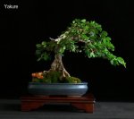 phoca_thumb_l_Yacure