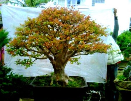 395513_1915595146353_1736196771_953050_964555322_n