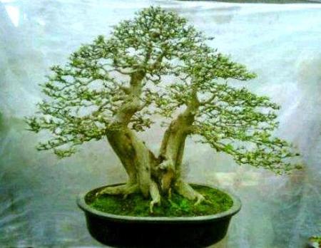 423749_1915593426310_335278180_n