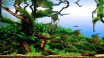 AGA-Aquascaping-Contest-Winner-best-in-show