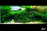 Top-10-Acuavida-Aquascaping-Contest-2010-Medium-Tank-1