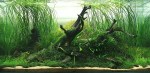 Top_10_International_Aquascaping_Contest_2009_31