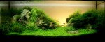 Top_10_International_Aquascaping_Contest_2009_61