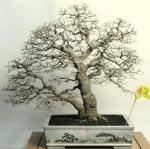 292584_421974061162476_1795856_n