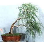 524273_421973277829221_1496787721_n