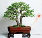 540405_421972364495979_515709577_n