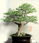 555736_421974374495778_100000496577790_1715180_1957627209_n