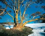 A beautiful old snow&nbsp;gum