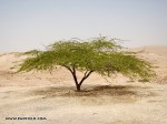 acacia-tree-in-jordan