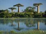 Baobab-Trees-Reflected-in-Wetlands-Morondava-Madagascar-Wallpaper