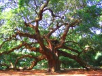 best-picture-gallery-nature-tree-angel-oak-tatterh00d3-dave-martin-mod