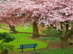 cherry_tree_evergreen_park_washington-normal